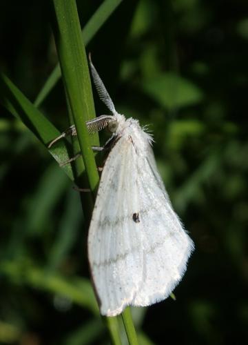 Réf. 233 761 : Cabera sp.